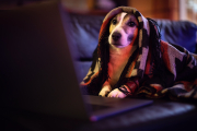 perro en el sofa viendo una peli en el ordenador