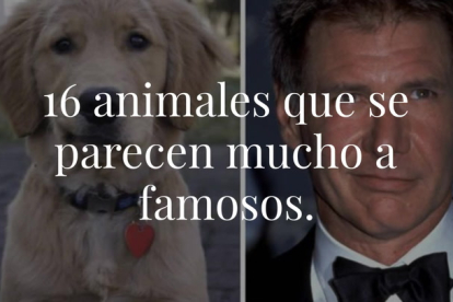 ¿Sabes eso que dicen de que todo el mundo tiene un doble? Pues en el caso de estos animales y sus dobles famosos es cierto. En algunos casos el parecido es inquietante.