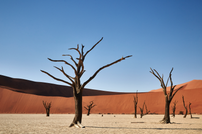 Jirafas en Namibia