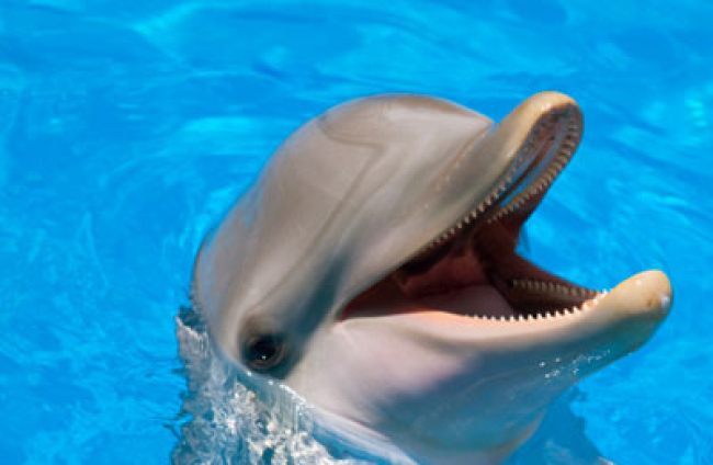Dieta del delfín o cómo adelgazar y perder peso consumiendo agua