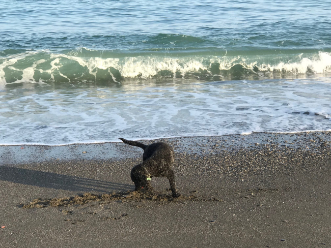 Playa canina de Torre del Mar