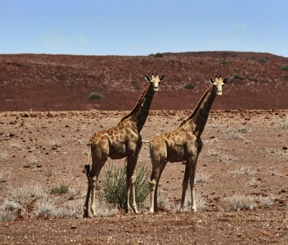 Jirafas en Namibia